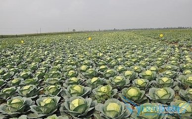 甘蓝菜图片欣赏 甘蓝菜的做法 地暖的做法图片欣赏