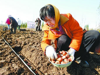 郁金香什么时候种最好 郁金香种子什么时候种