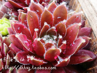 图谱：长生草属Sempervivum