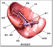 脾胃湿热的症状 脾胃湿热的症状和食疗