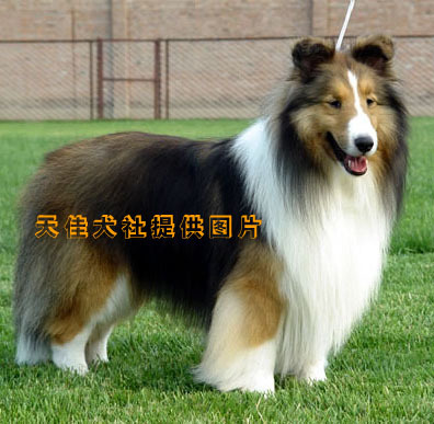 喜乐蒂牧羊犬 怎样训练牧羊犬视频