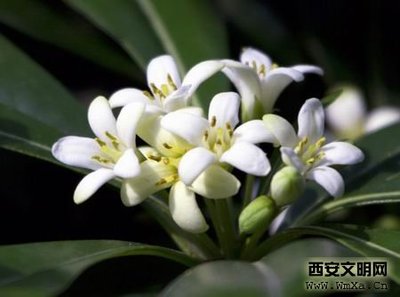 非洲茉莉怎么养？ 非洲茉莉怎么修剪