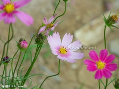 描写山水美景、花草树木、日月风云的成语 日月神剑ii圣战风云