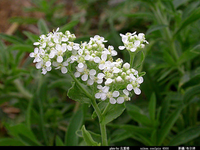 北美独行菜 北美独行菜怎么读