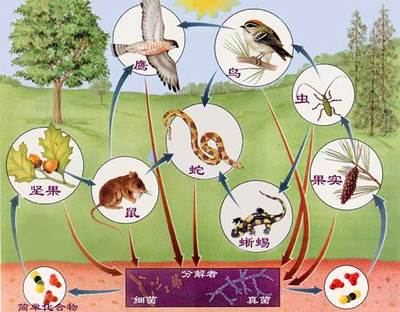 [刘晶 ]生态平衡是动态的。生物圈与食物链 蜣螂的故事蛇与庄稼 蛇与庄稼的道理