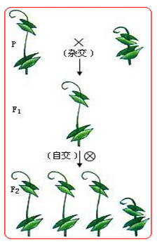 高中生物实验教案（共有16个实验） 高中生物必修三教案