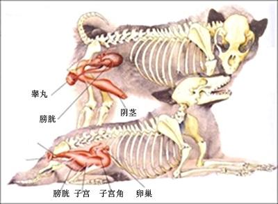 [转载]母狗及公狗的生殖系统【彩图】_邹 香港挂牌正版彩图全篇