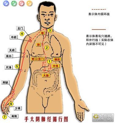 归入肺经的辛味中药列表 肺经中药