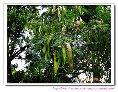 小数码植物摄影（271）—银合欢—云南踏花行182 踏花行花卉论坛客户端