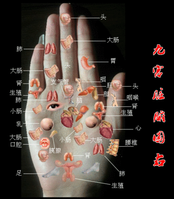 手相面相观人专集——标准手诊图 手相和面相