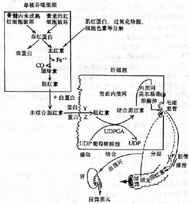 胆红素代谢过程 尿胆红素代谢过程