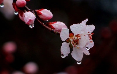 纷纷雨清明 清明时节雨纷纷改编