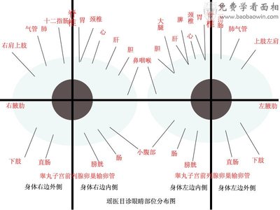 瑶医目诊眼睛部位图（5.2） 眼睛部位