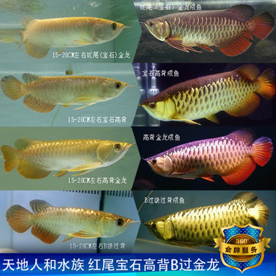 金龙鱼，从高背--宝石--高背--B过--过背，6年饲养全记录（大卖虫 高背红尾金龙鱼价格