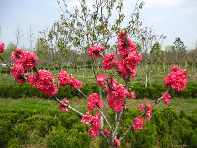 花无百日红，下一句什么来着？ 花无百日红下句是什么