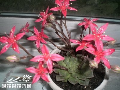 观音莲 观音莲开花图片