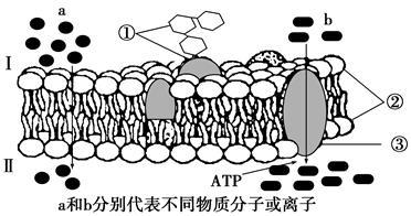 关于癌细胞的细胞周期变化的总结 癌细胞膜电位变化