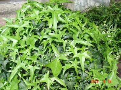 这是什么植物？？？原来是→紫叶常春藤！_zer 植物魔法永恒常春藤