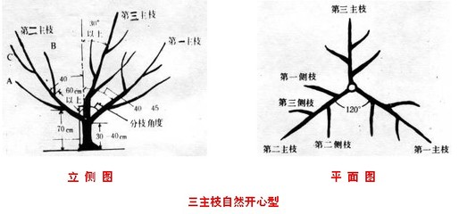 大樱桃幼树管理要点 柑橘幼树管理