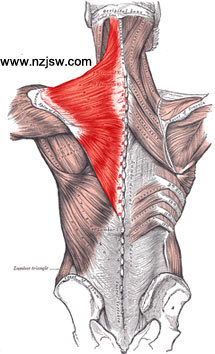 斜方肌的故事 斜方肌的锻炼方法