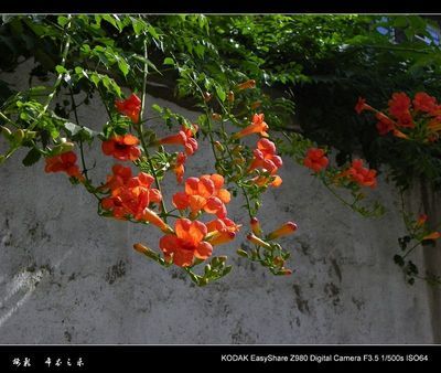 凌霄花 凌霄花诗句