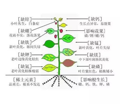 “大、小三阳”有什么本质不同？ 不同元素的本质区别是