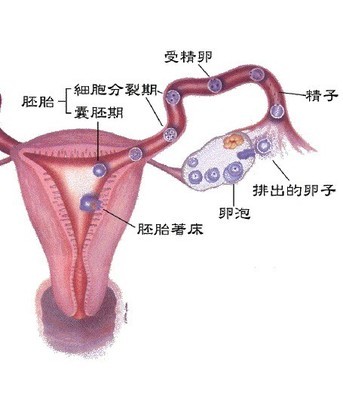 卵泡发育不良是什么原因造成的 卵泡发育不良怎么治