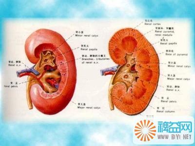 慢性肾炎的中医药调理 慢性肾炎的中医分型