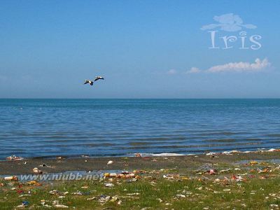 七月青海湖，花海任我行 七月青海湖