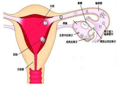 女人月经迟迟不来的原因是什么呢 女人月经不调的原因