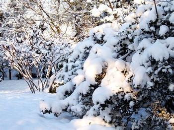 烟台下雪了！ 下雪了作文