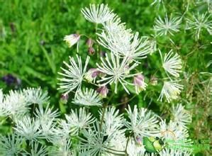 风吹楠属 风吹楠花