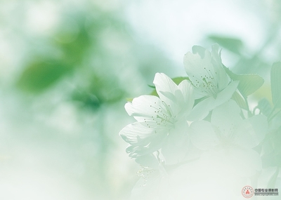 杂花生树14 杂花生树 群莺乱飞