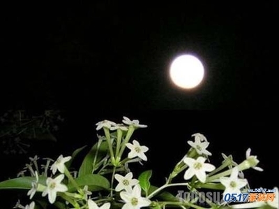 夜来香怎么养？ 夜来香好养吗