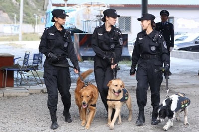 介绍几种现役警犬 警花与警犬分集介绍