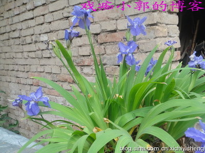 [转载]20120430又是槐花飘香时…… 槐花飘香