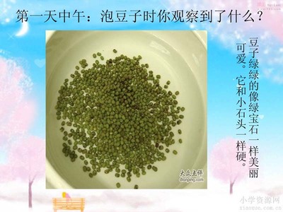 另一种生极品豆芽的方法 作文用另一种方法