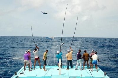 十大钓不到立鱼的原因 海边钓鱼技术 海水船钓 深圳海边钓鱼的地方