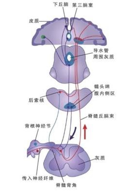 阿片受体与临床效应 阿片受体激动剂有哪些