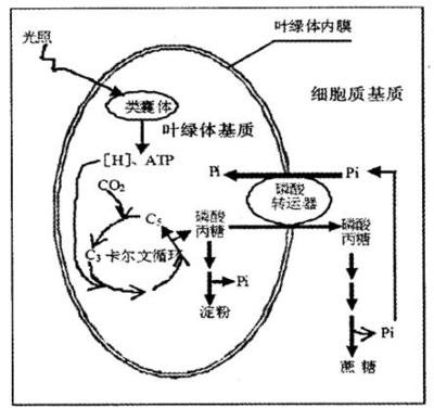 叶绿体的膜结构和功能 叶绿素含什么元素