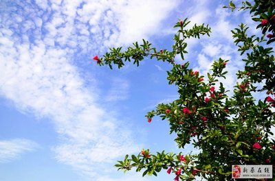 五月万枝榴花照眼明,枝间时见子初成。（花） 五月初五端午节