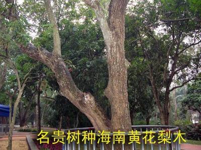 黄花梨树 黄花梨树会结果吗