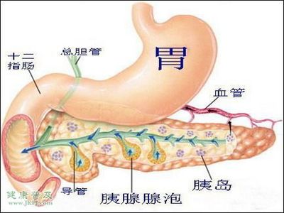 胰腺炎早期症状.检查.治疗.饮食 狗胰腺炎的症状及治疗