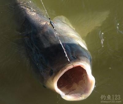 自制垂钓鲢、鳙鱼饵料经验谈 钓鳙鱼饵料