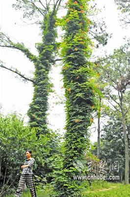 我眼中的凌霄花 攀援的凌霄花