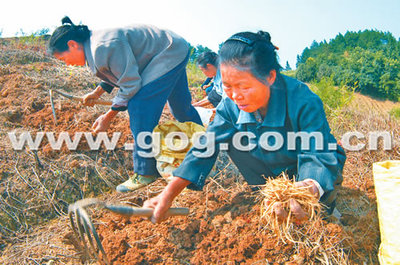 广东适宜种植什么名贵中药 名贵中药材种植