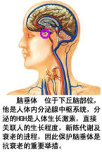 脑垂体自述——我是内分泌的核心枢纽 脑垂体内分泌