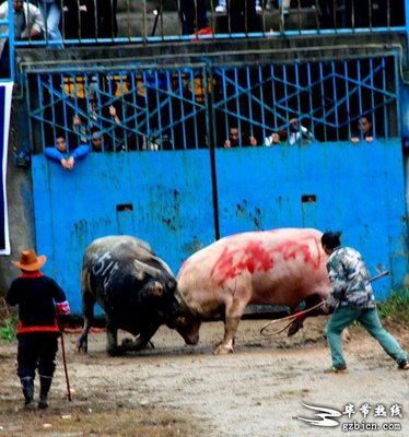 首届中国超级牛王争霸赛 牛王争霸赛2016