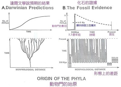 挑战进化论的澄江化石群及“动物大爆炸” - 翼报 (2007.11) 澄江化石群