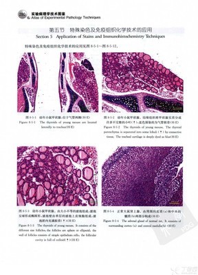 病理学实验技术荟萃 实验病理学技术图鉴